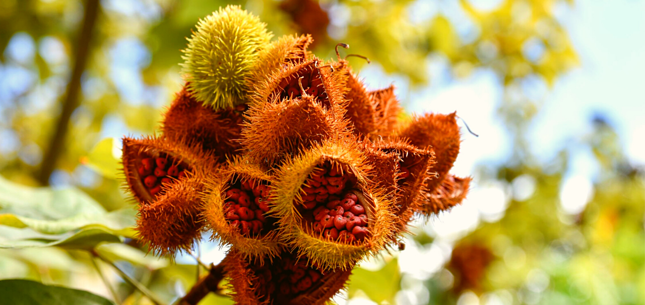 FC Blog Amazon Bixa Orellana (Annatto)