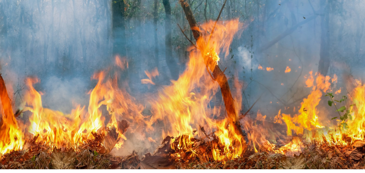 FairChange Blog Amazon Rainforest Burning