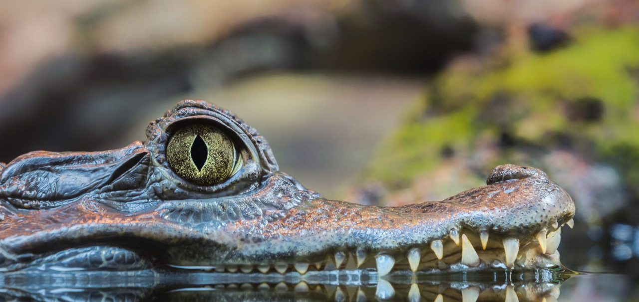 FC Blog Amazon Rainforest Caiman in Water