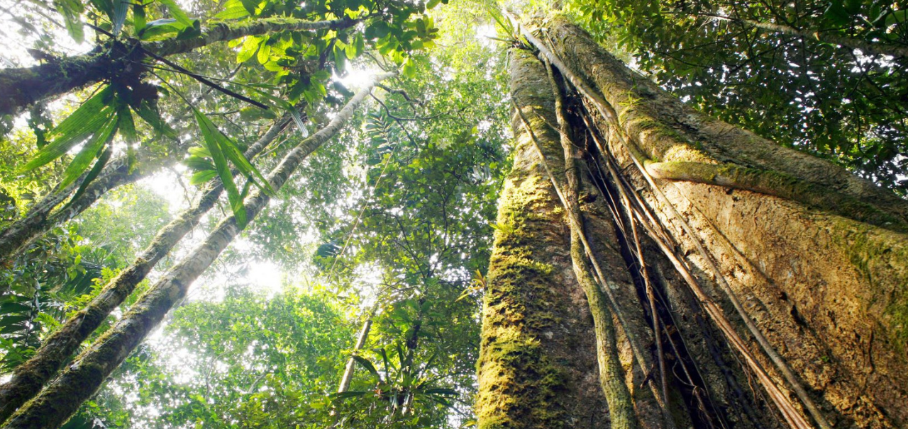 FC Blog Rainforest Trees Ecuador.