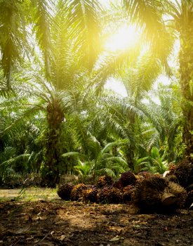 Palm oil plantation